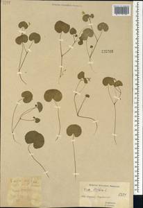 Viola biflora L., Siberia, Yakutia (S5) (Russia)