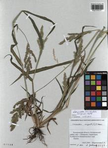Echinochloa crus-galli subsp. crus-galli, Siberia, Altai & Sayany Mountains (S2) (Russia)