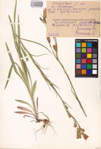 Campanula persicifolia L., Eastern Europe, Lower Volga region (E9) (Russia)