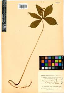 Paris quadrifolia L., Siberia, Altai & Sayany Mountains (S2) (Russia)