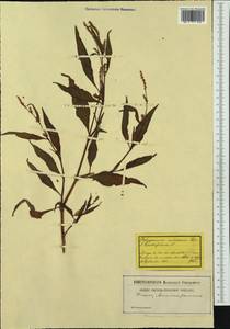 Persicaria lapathifolia subsp. pallida (With.) S. Ekman & Knutsson, Western Europe (EUR) (Switzerland)
