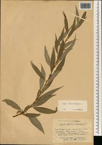 Salix babylonica L., South Asia, South Asia (Asia outside ex-Soviet states and Mongolia) (ASIA) (China)