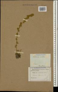 Artemisia alpina Pall. ex Willd., Caucasus (no precise locality) (K0)