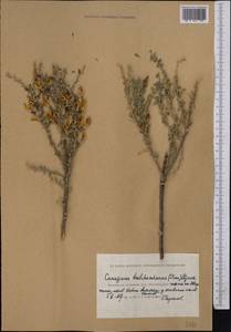 Caragana balchaschensis (Kom.)Pojark., Middle Asia, Caspian Ustyurt & Northern Aralia (M8) (Kazakhstan)