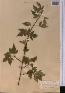 Acer tataricum subsp. semenovii (Regel & Herder) A. E. Murray, Middle Asia, Western Tian Shan & Karatau (M3) (Kyrgyzstan)