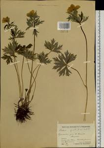 Trollius ranunculinus (Sm.) Stearn, Siberia, Chukotka & Kamchatka (S7) (Russia)