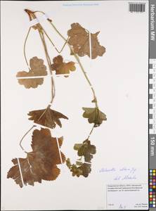 Alchemilla altaica Juz., Eastern Europe, Eastern region (E10) (Russia)