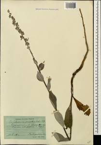 Verbascum gnaphalodes M. Bieb., Caucasus, Georgia (K4) (Georgia)