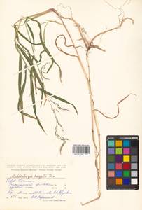 Muhlenbergia huegelii Trin., Siberia, Russian Far East (S6) (Russia)