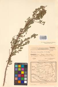 Spiraea crenata L., Eastern Europe, Eastern region (E10) (Russia)