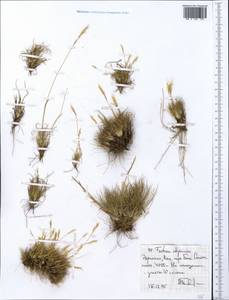 Festuca abyssinica A.Rich., Africa (AFR) (Ethiopia)