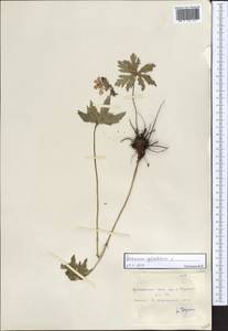 Geranium sylvaticum L., Siberia, Central Siberia (S3) (Russia)