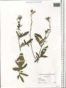 Eruca vesicaria subsp. sativa (Mill.) Thell., Eastern Europe, Moscow region (E4a) (Russia)