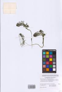 Ceratophyllum demersum L., Eastern Europe, Rostov Oblast (E12a) (Russia)
