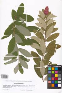 Spiraea douglasii Hook., Eastern Europe, Moscow region (E4a) (Russia)
