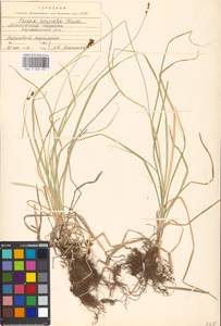 Carex spicata subsp. spicata, Eastern Europe, Moscow region (E4a) (Russia)