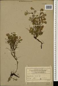 Thymus sipyleus Boiss., Caucasus, Georgia (K4) (Georgia)