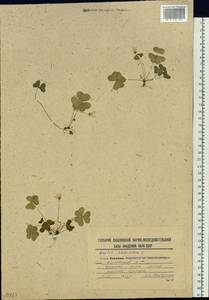 Oxalis acetosella L., Siberia, Russian Far East (S6) (Russia)