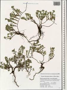 Thymus dimorphus Klokov & Des.-Shost., Caucasus, Krasnodar Krai & Adygea (K1a) (Russia)