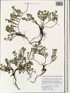 Thymus × dimorphus Klokov & Des.-Shost., Caucasus, Krasnodar Krai & Adygea (K1a) (Russia)