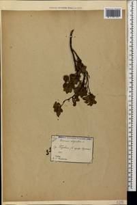 Vaccinium uliginosum L., Caucasus, Georgia (K4) (Georgia)
