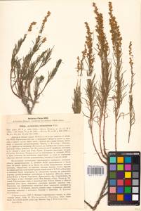 Artemisia salsoloides Willd., Eastern Europe, North Ukrainian region (E11) (Ukraine)