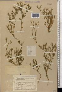 Centaurium pulchellum var. meyeri (Bunge) Omer, Caucasus, Krasnodar Krai & Adygea (K1a) (Russia)