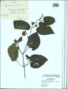 Humulus lupulus L., Eastern Europe, Central region (E4) (Russia)