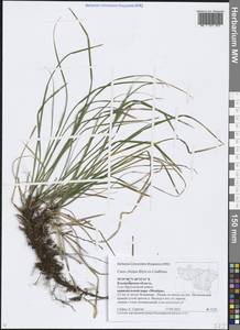 Carex rhizina Blytt ex Lindblom, Eastern Europe, Central region (E4) (Russia)