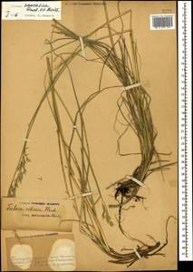 Festuca caucasica (Boiss.) Hack. ex Boiss., Caucasus, Stavropol Krai, Karachay-Cherkessia & Kabardino-Balkaria (K1b) (Russia)