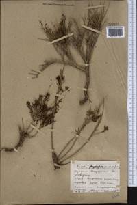 Suaeda physophora Pall., Middle Asia, Northern & Central Kazakhstan (M10) (Kazakhstan)