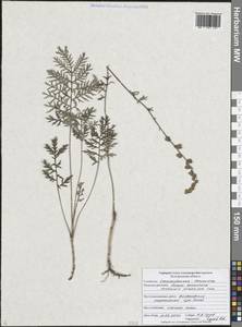 Artemisia armeniaca Lam., Eastern Europe, Central forest-and-steppe region (E6) (Russia)