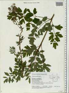 Thalictrum flavum L., Eastern Europe, Central region (E4) (Russia)