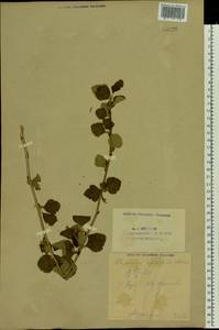 Physocarpus opulifolius (L.) Maxim., Eastern Europe, Eastern region (E10) (Russia)