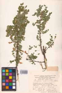 Caragana arborescens Lam., Eastern Europe, Eastern region (E10) (Russia)