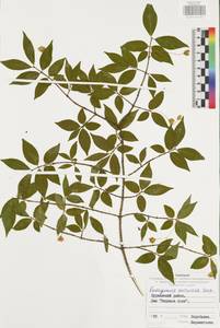 Euonymus verrucosus Scop., Eastern Europe, Central region (E4) (Russia)