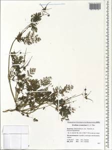 Erodium cicutarium, Siberia, Baikal & Transbaikal region (S4) (Russia)