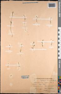 Erysimum cheiranthoides L., Middle Asia, Northern & Central Kazakhstan (M10) (Kazakhstan)