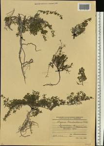 Thymus pannonicus All., Eastern Europe, North Ukrainian region (E11) (Ukraine)