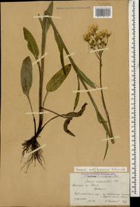 Tephroseris cladobotrys subsp. subfloccosa (Schischk.) Greuter, Caucasus, Armenia (K5) (Armenia)