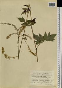 Actaea cimicifuga L., Siberia, Central Siberia (S3) (Russia)