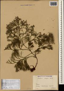 Limonium caspium (Willd.) Gams, Crimea (KRYM) (Russia)