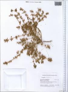 Lysimachia arvensis subsp. arvensis, Crimea (KRYM) (Russia)