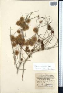 Calligonum arborescens Litv., Middle Asia, Karakum (M6) (Turkmenistan)