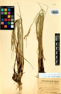 Carex vesicata Meinsh., Siberia, Baikal & Transbaikal region (S4) (Russia)