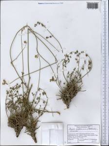Seseli afghanicum (Podlech) Pimenov, Middle Asia, Pamir & Pamiro-Alai (M2) (Tajikistan)
