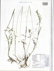 Poa macrocalyx Trautv. & C.A.Mey., Siberia, Chukotka & Kamchatka (S7) (Russia)