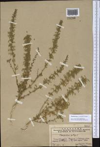 Dysphania botrys (L.) Mosyakin & Clemants, Middle Asia, Pamir & Pamiro-Alai (M2) (Tajikistan)