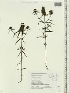 Melampyrum cristatum L., Eastern Europe, Central region (E4) (Russia)