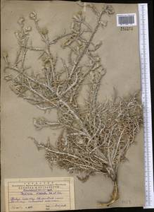 Cousinia dissecta Kar. & Kir., Middle Asia, Western Tian Shan & Karatau (M3) (Kazakhstan)